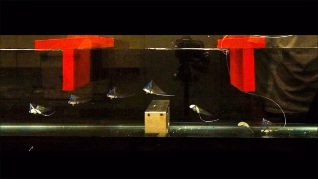 Mīksts robots kontrolētā izmēģinājumu baseinā