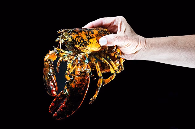 Rets kalikokrāsas omārs akvārijā