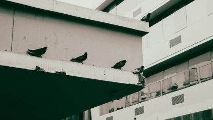 Evolūcija pilsētā: kā dzīvnieki un augi pielāgojas dzīvei blakus cilvēkiem