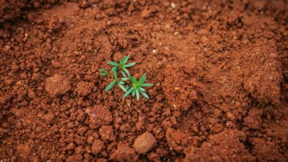 Zemes mikrobioma loma klimatā: kā augsnes baktērijas ietekmē oglekļa apriti un sasilšanu